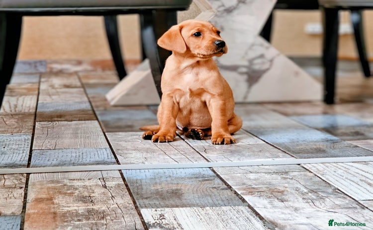 Labrador Retriever dogs - Advert 2