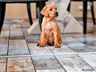 Labrador Retriever dogs - Advert 32