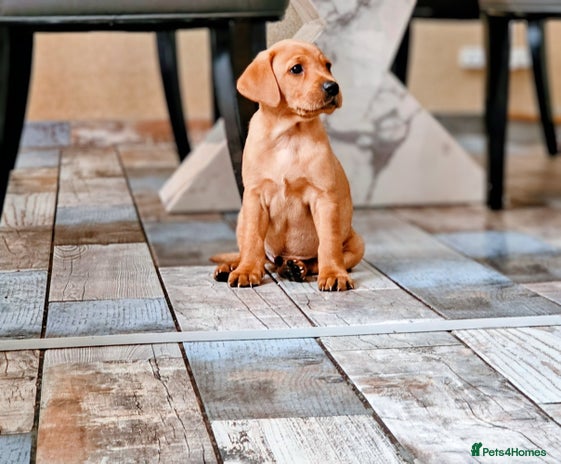 Labrador Retriever dogs - Advert 3