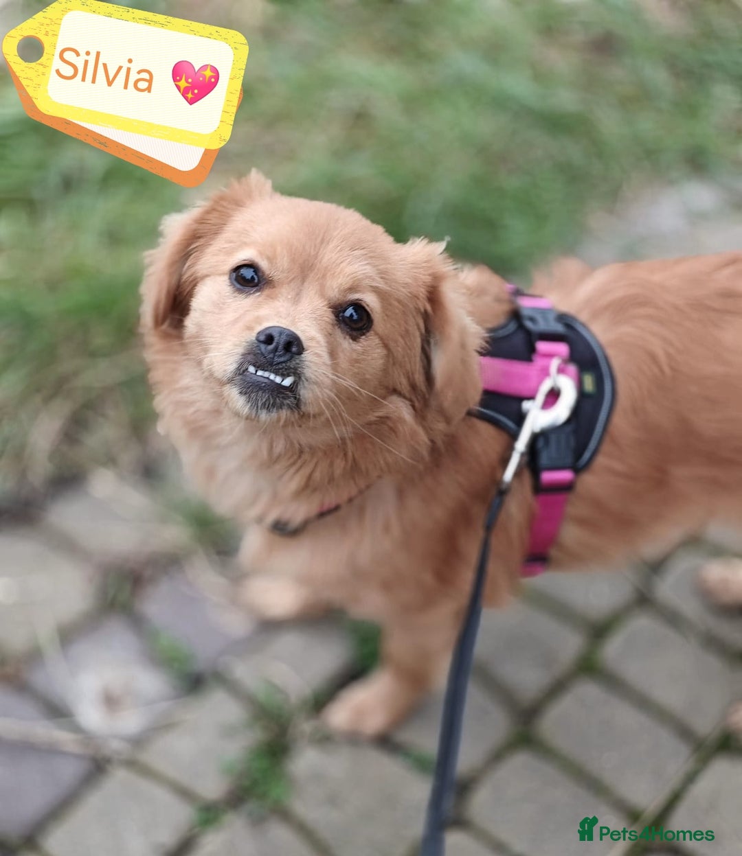 Mixed Breed dogs for adoption: 💖🐶 SILVIA 🐶💖 - Advert 1