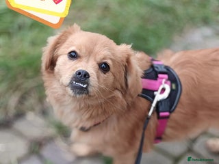 Mixed Breed dogs 💖🐶 SILVIA 🐶💖 - Advert 1