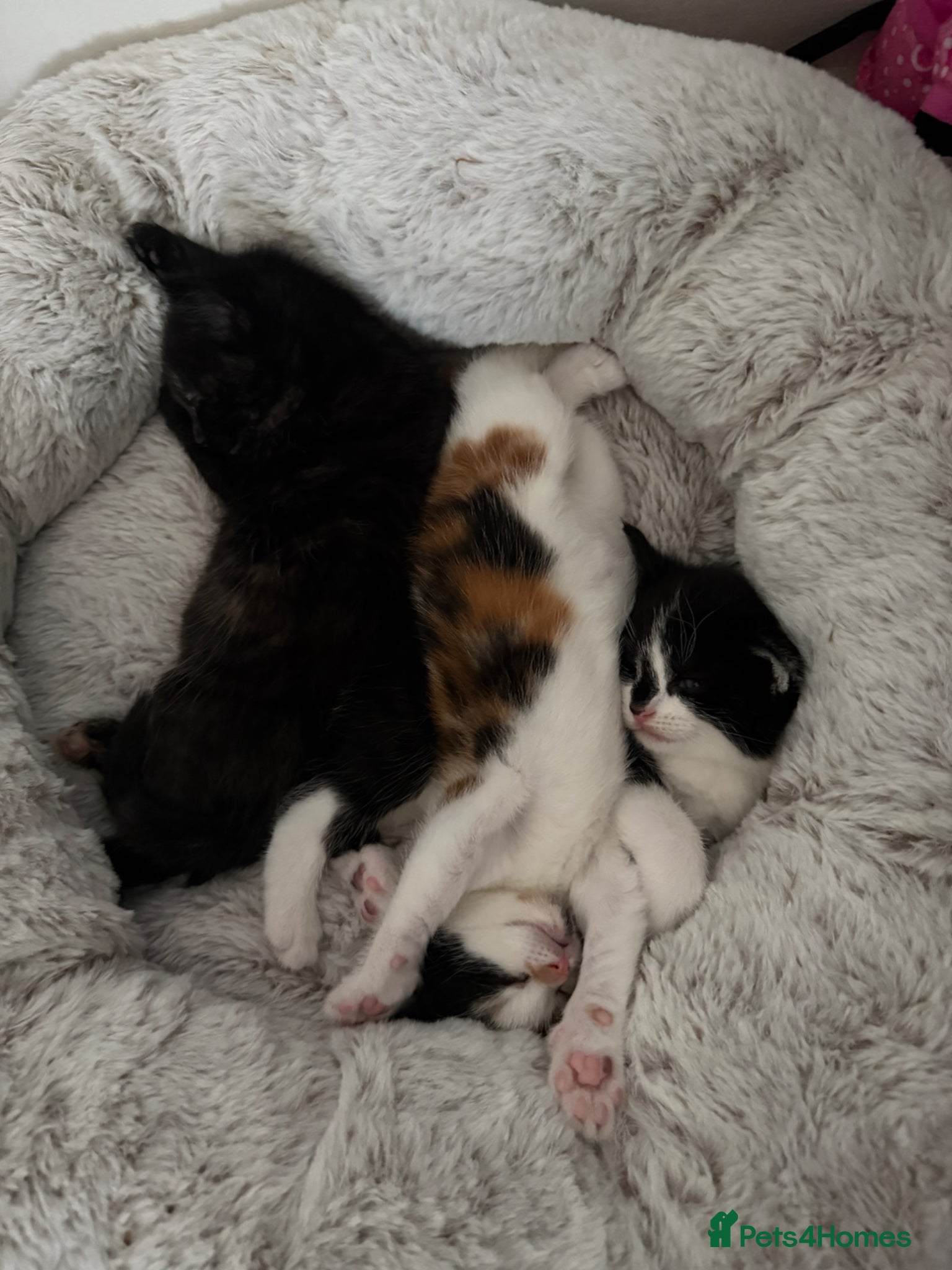 Mixed Breed cats Looking for forever home - Advert 7