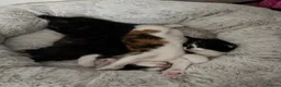 Mixed Breed cats for sale: Looking for forever home - Advert 1