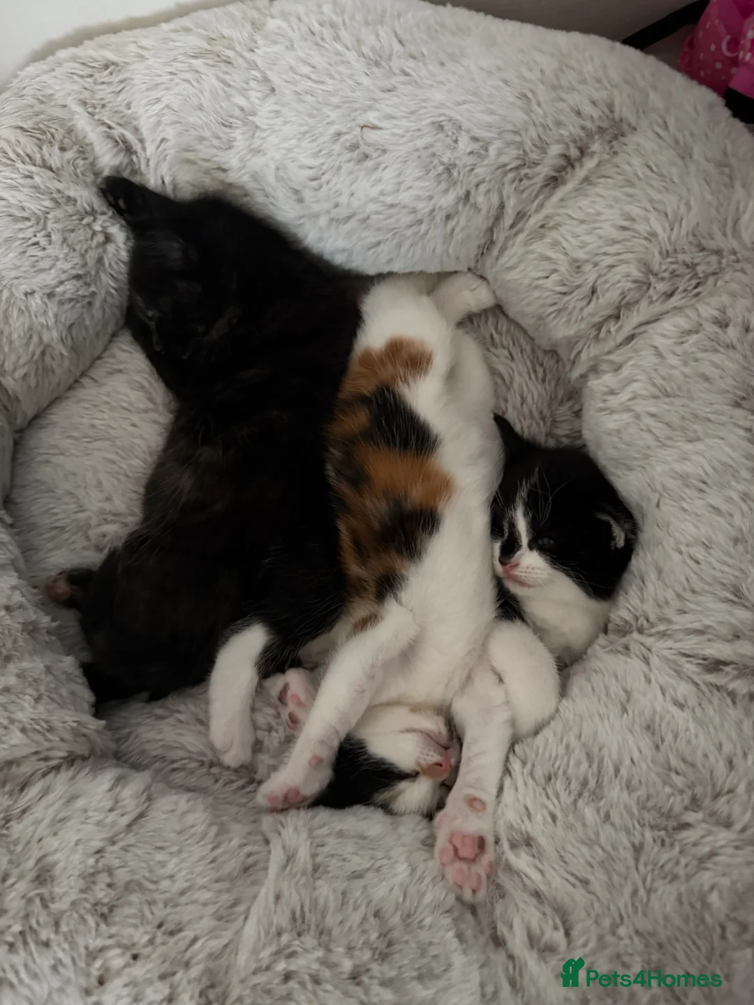 Mixed Breed cats for sale: Looking for forever home - Advert 1