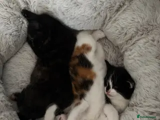Mixed Breed cats Looking for forever home - Advert 1