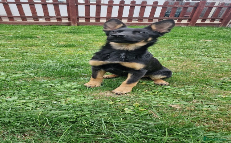 German Shepherd dogs - Advert 16