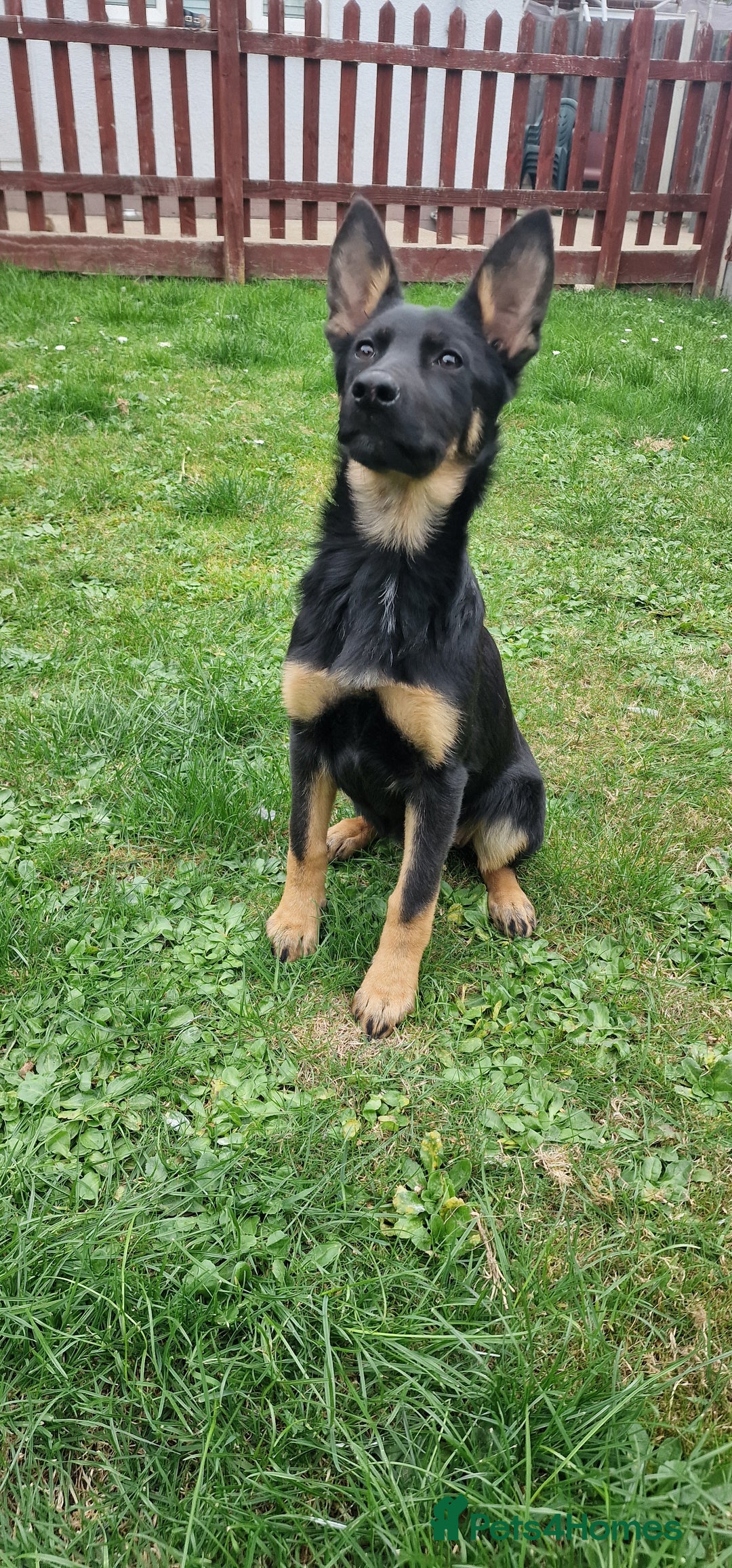 German Shepherd dogs for sale: German shepherd puppies - Image 2