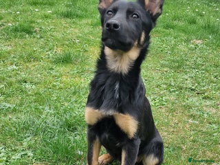 German Shepherd dogs - Advert 32