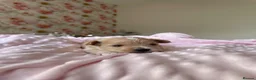 Maltipoo dogs for sale: Beautiful Tiny Maltipoo Puppies  - Advert 9