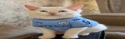 Ragdoll cats for sale:     Family Raised Ragdoll Kittens🐈‍⬛💕 - Advert 12