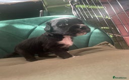 Mixed Breed dogs for sale: Cocker Collie puppies  - Image 17