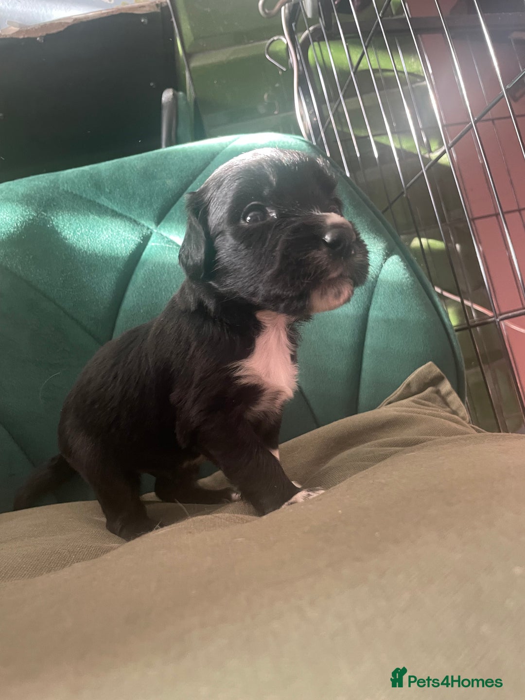 Mixed Breed dogs for sale: Cocker Collie puppies  - Image 17