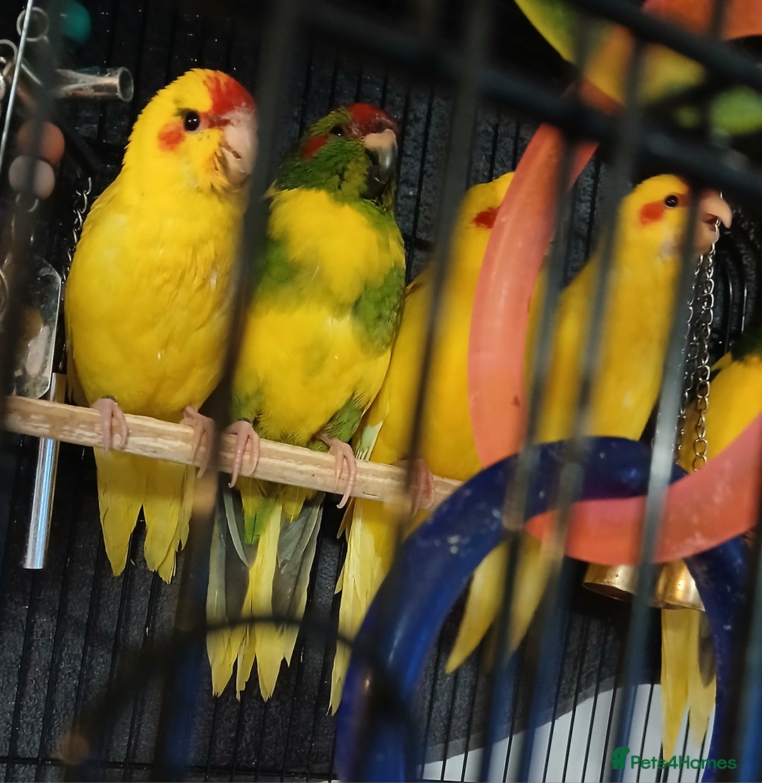 Parakeets birds for sale: Kakariki's Handreard kakariki's  - Image 17