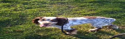 Cocker Spaniel dogs for sale: 2 year old male cocker spaniel looking for home. - Advert 2