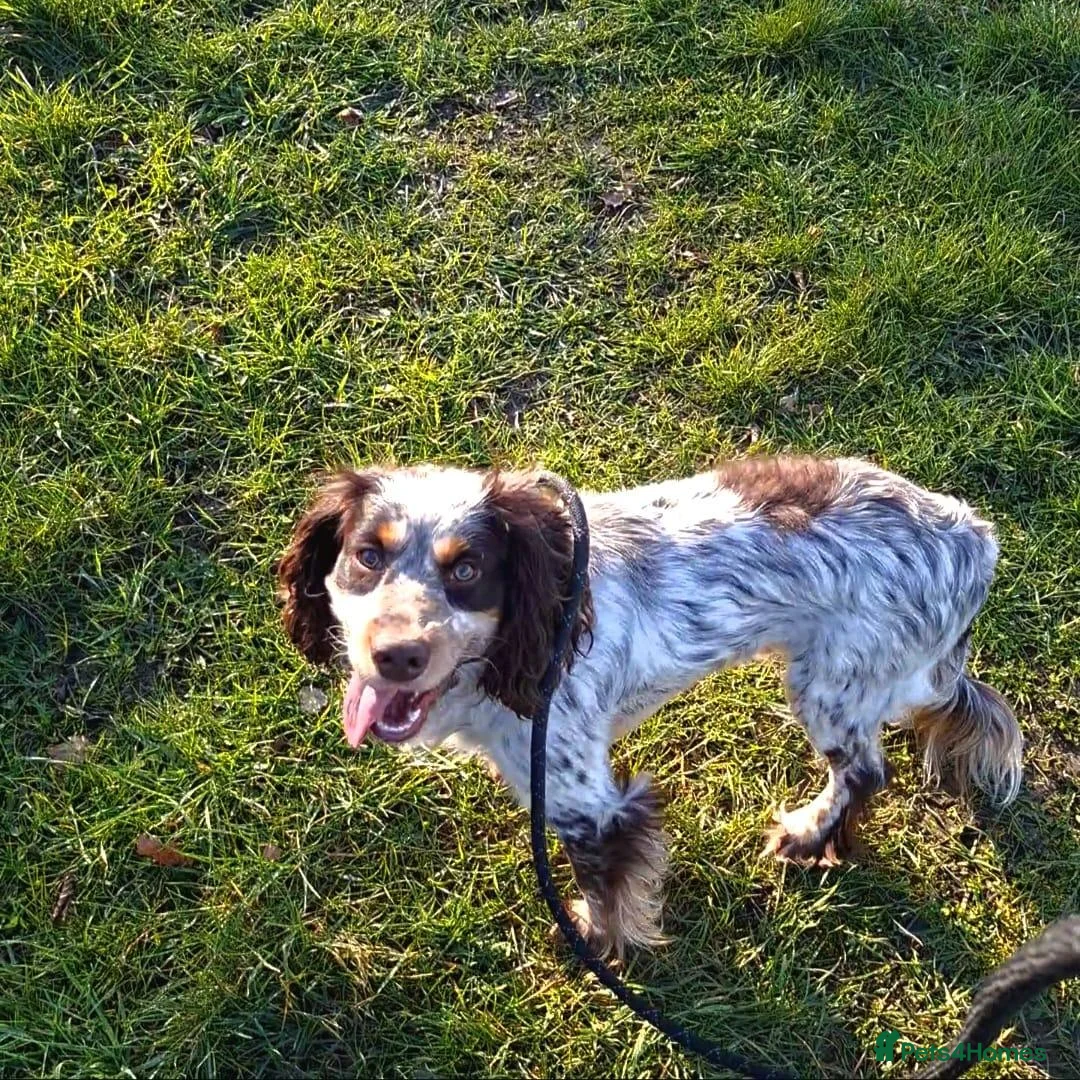 Cocker Spaniel dogs for sale: 2 year old male cocker spaniel looking for home. - Advert 2