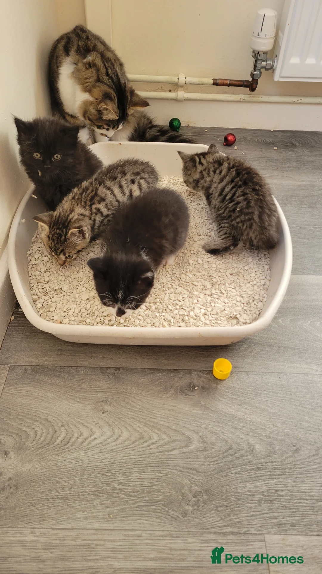 Mixed Breed cats for sale: 6 adorable kittens Ready for their forever homes - Advert 13