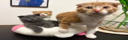 Scottish Fold cats for sale: 2 Scottish Fold Kittens - Advert 7