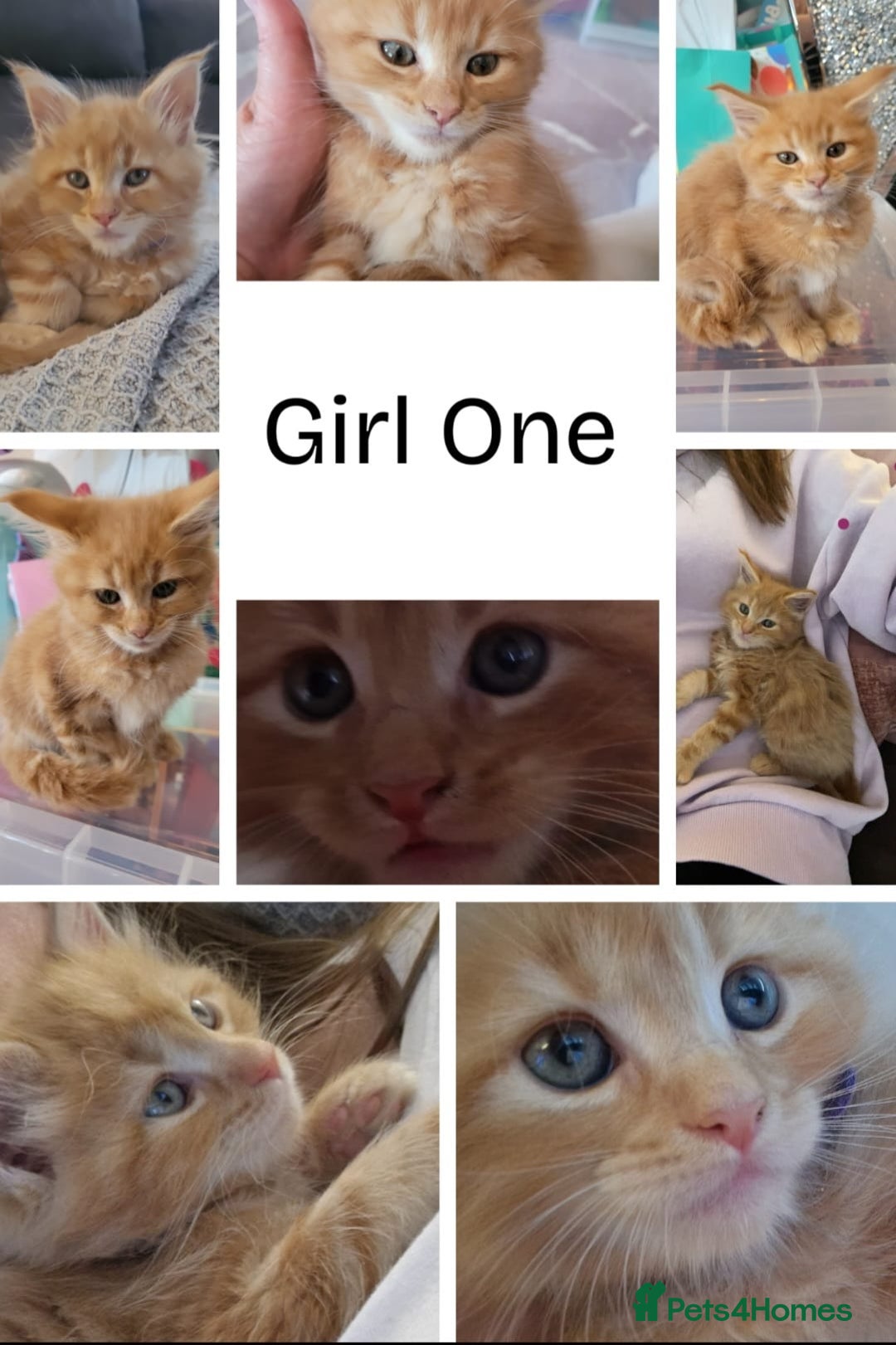 Maine Coon cats for sale: Ginger Maine Coon Kittens  - Advert 3