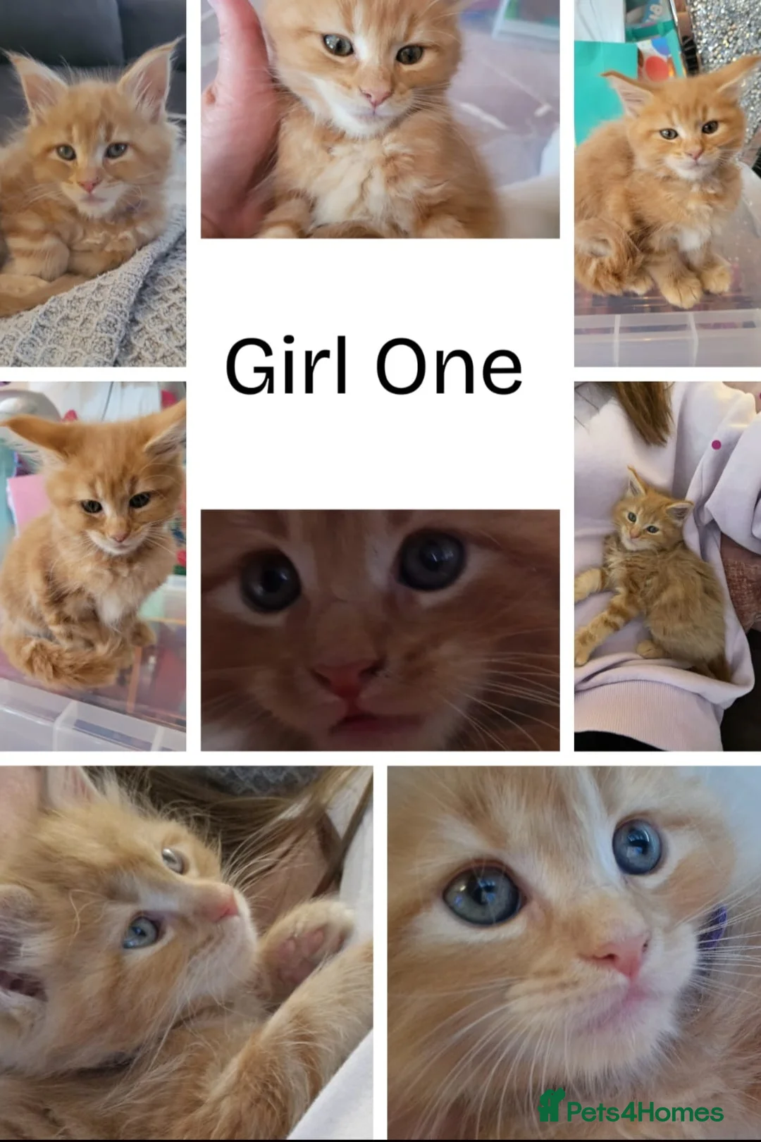 Maine Coon cats for sale: Ginger Maine Coon Kittens  - Advert 3