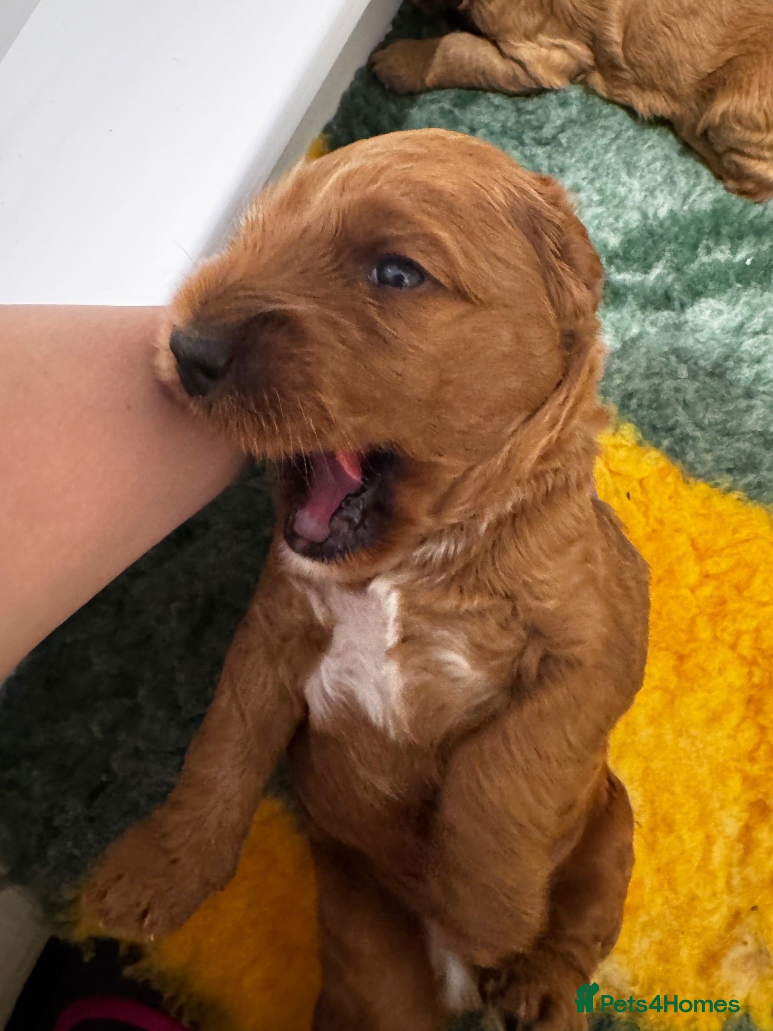 Double Doodle dogs Two Beautiful Double Doodle Puppies – Boy & Girl - Advert 2