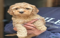 Cockapoo dogs for sale: F2 Cockapoo puppies for sale  - Image 3