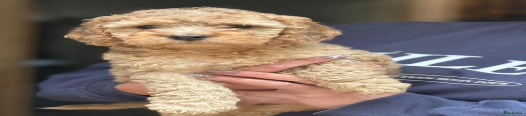 Cockapoo Puppy 4