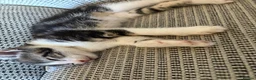 Mixed Breed cats for sale: 2 male kittens  - Advert 5