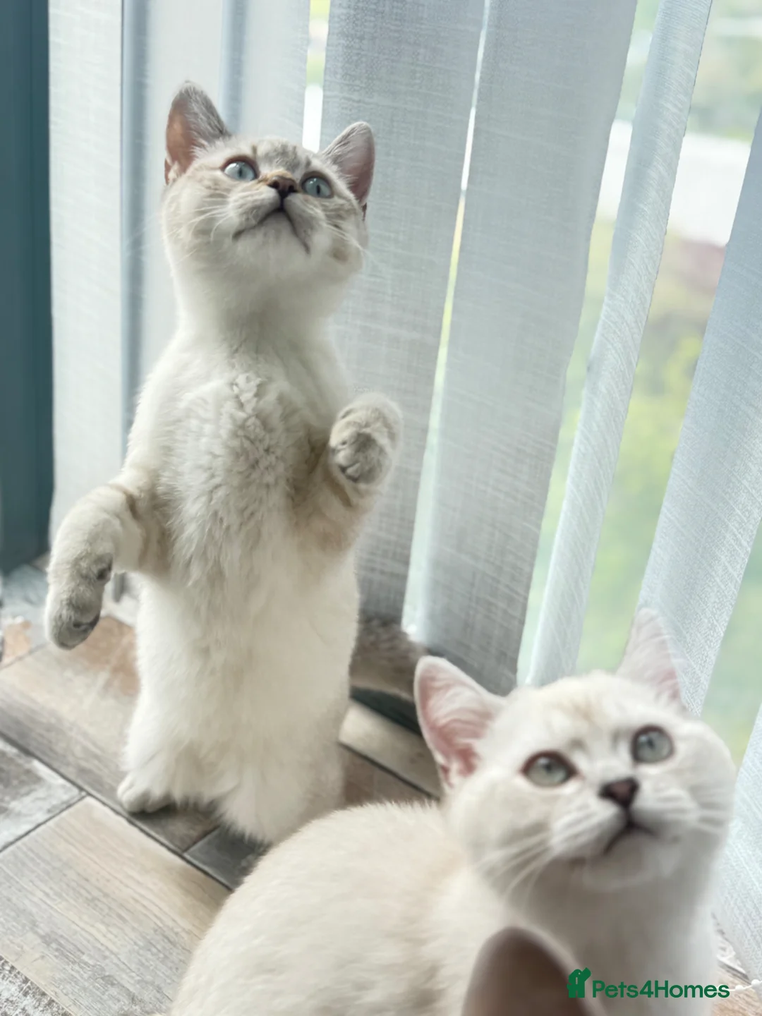 British Shorthair cats for sale: British shorthair  in Newcastle upon Tyne - Advert 15