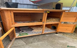 Dutch rabbits for sale: Pair of bonded vaccinated female rabbits - Image 9