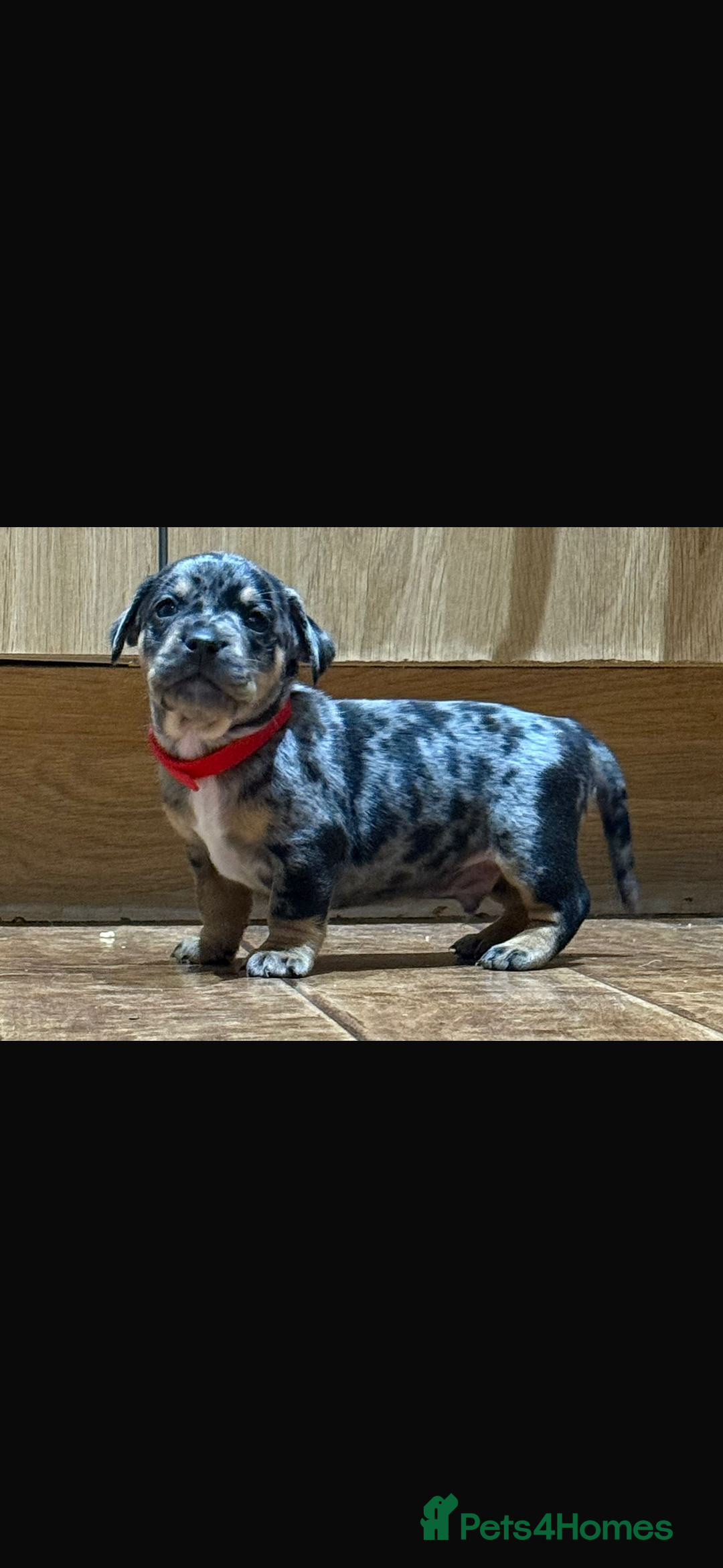 Mixed Breed dogs for sale: 🐾 Beautiful French Bull Weiners 🐾  - Advert 18