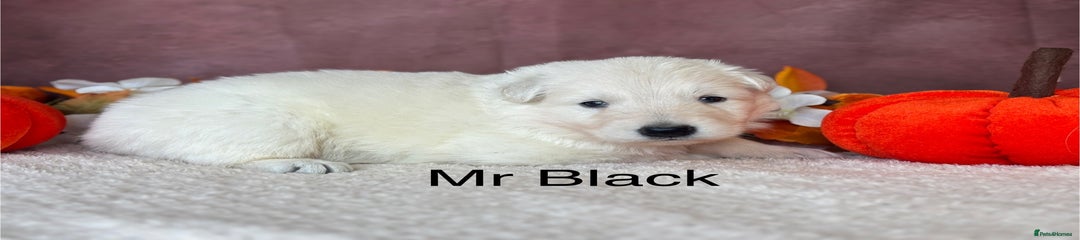 Black Collar Male