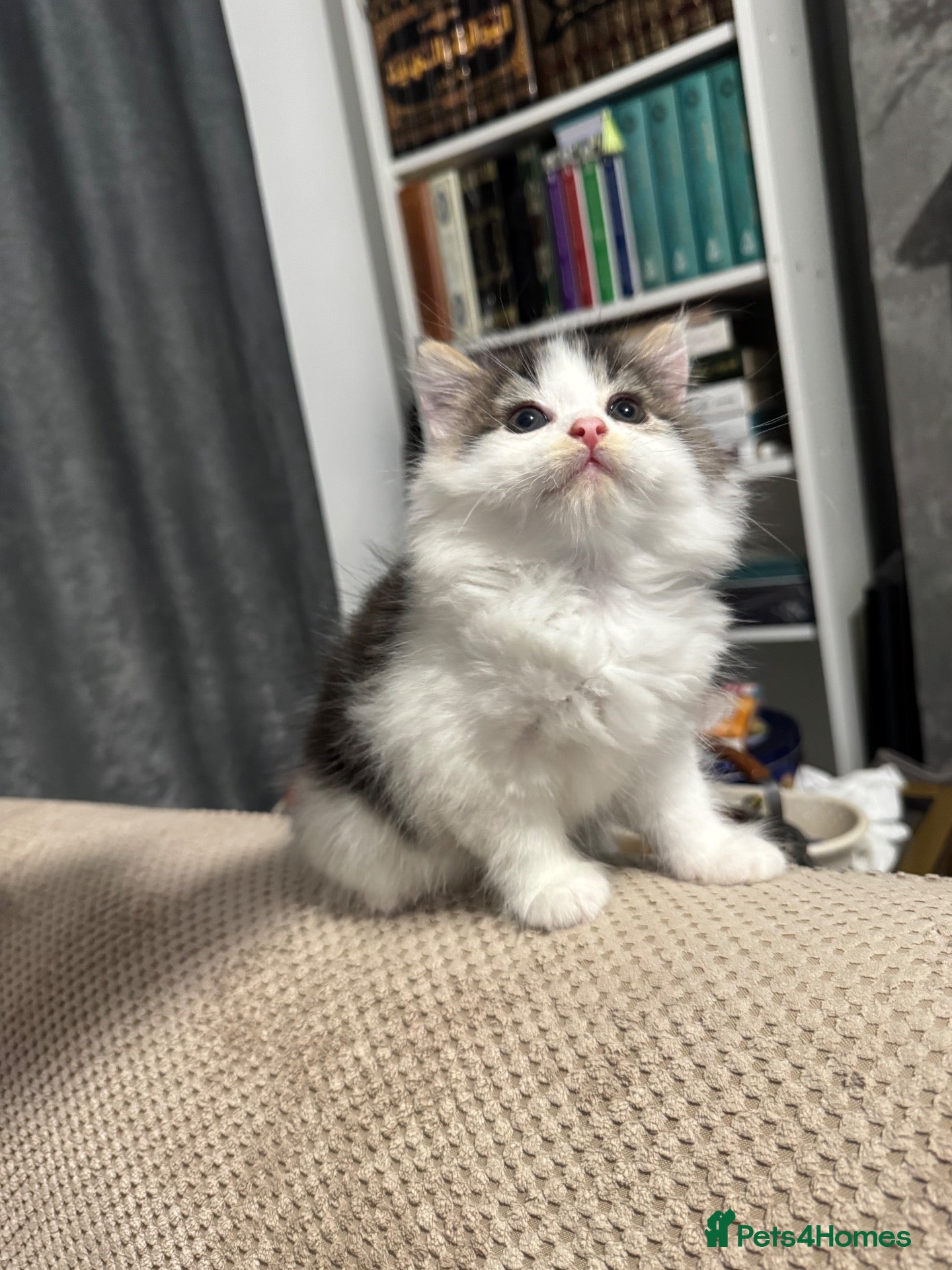 British Longhair cats British longhair £450 - Advert 12