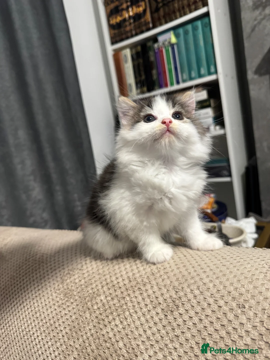 British Longhair cats for sale: British longhair £450 in Jarrow - Advert 1