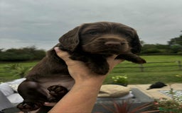 Cocker Spaniel dogs for sale: Cocker Spaniel Purebred Puppies Bitches available - Image 16