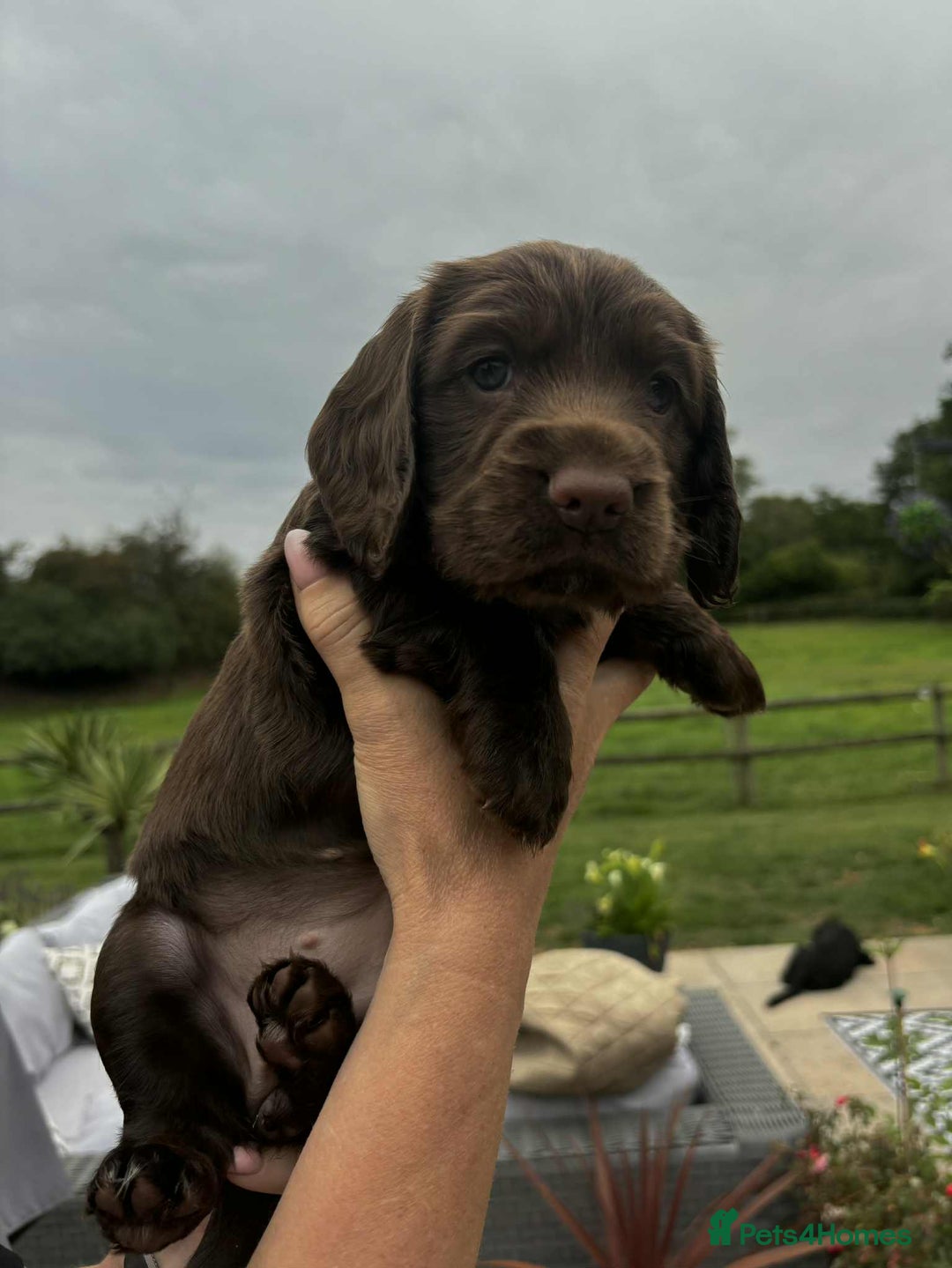 Cocker Spaniel dogs for sale: Cocker Spaniel Purebred Puppies Bitches available - Image 16