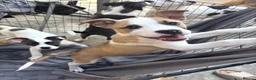 Mixed Breed dogs for sale:     Stunning Akita X Staffy Puppy in London - Advert 1
