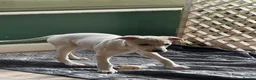Mixed Breed dogs for sale: Wiggy’s  Whippet x Italian silver fawns - Advert 21