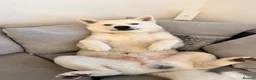 Japanese Akita Inu dogs for stud: Japanese Akita - Advert 2