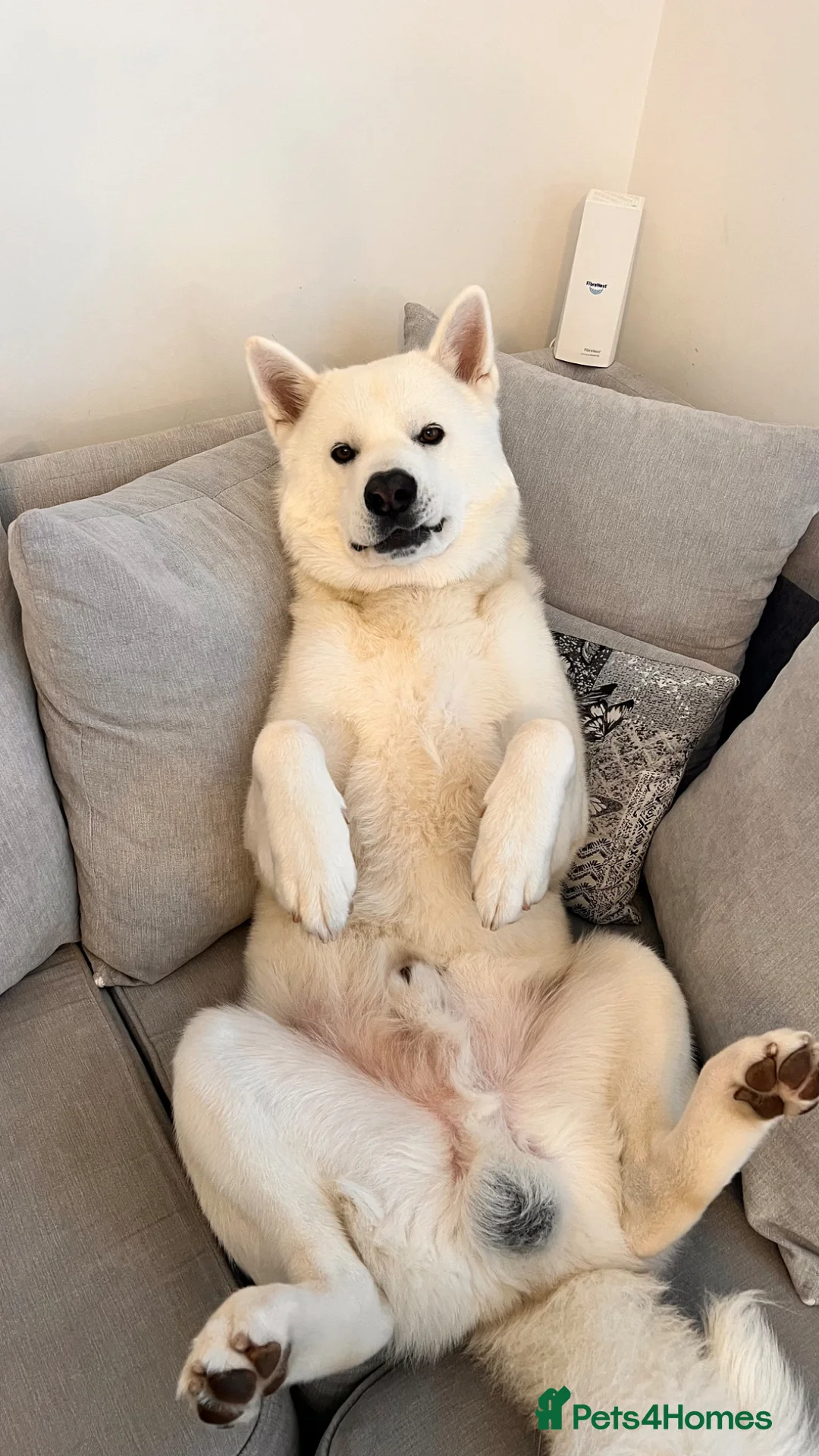 Japanese Akita Inu dogs for stud: Japanese Akita - Advert 2