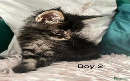 Maine Coon cats for sale: XXL Maine Coon kittens 🔥rare Black Smoke  - Image 19