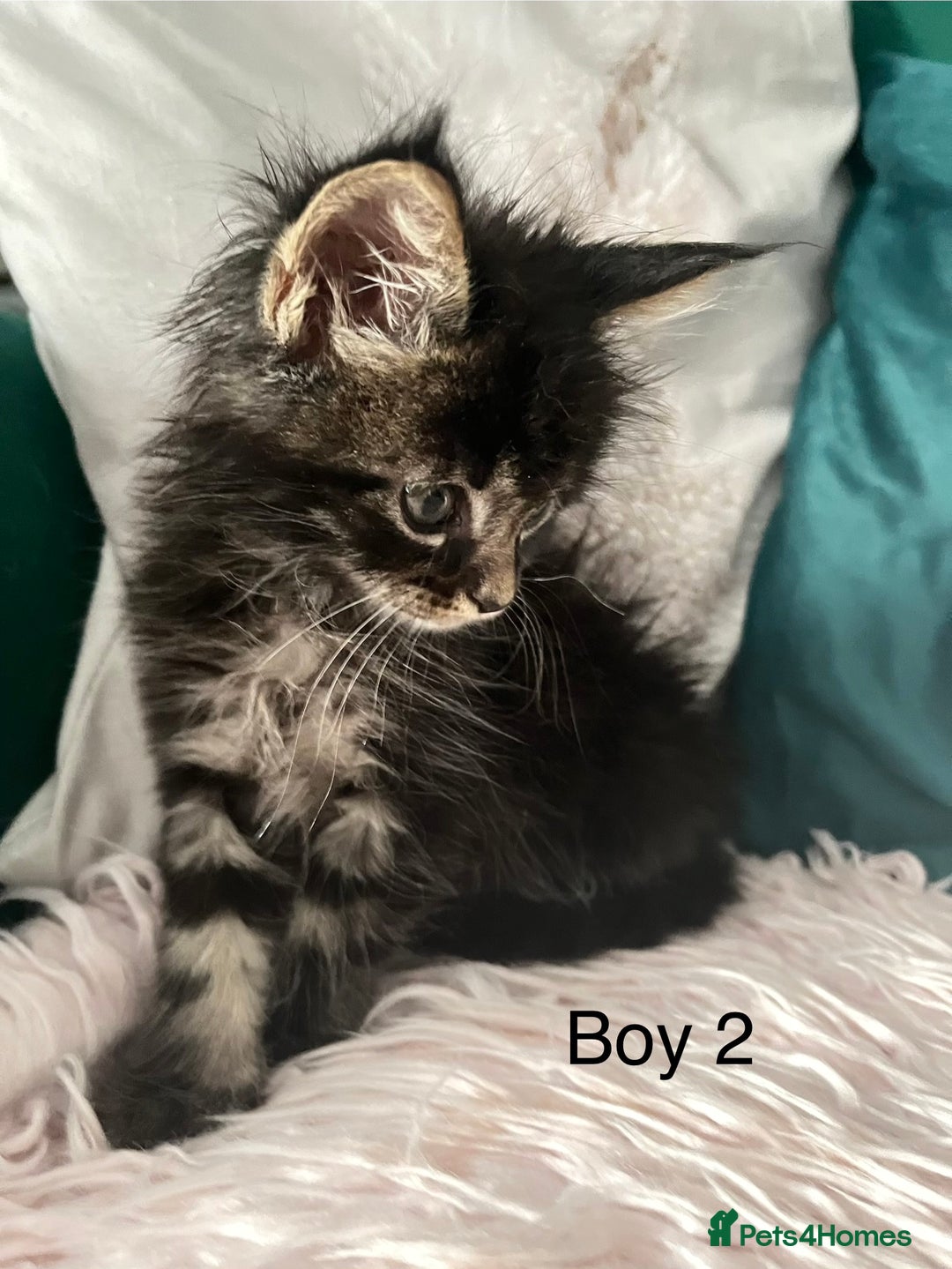 Maine Coon cats for sale: XXL Maine Coon kittens 🔥rare Black Smoke  - Image 19