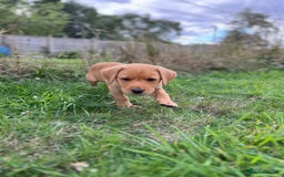 Labrador Retriever dogs for sale: Beautiful healthy puppies ready THIS WEEKEND - Image 15