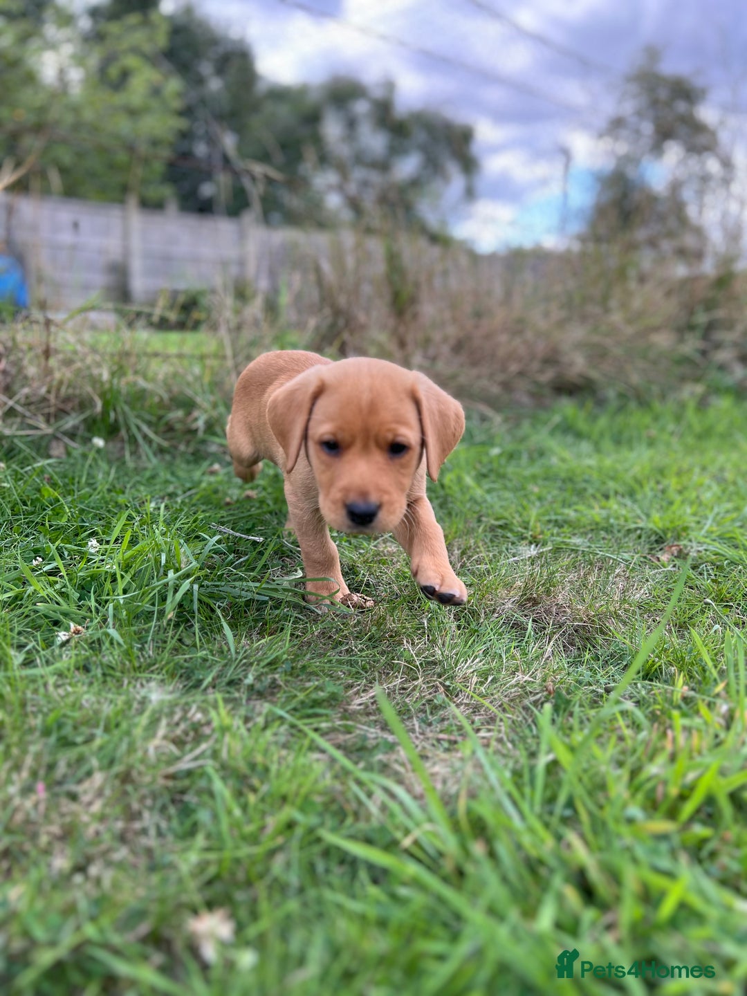 Labrador Retriever dogs for sale: Beautiful healthy puppies ready THIS WEEKEND - Image 15