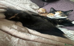 Domestic Shorthair cats for sale: Ginger kitten  - Image 9
