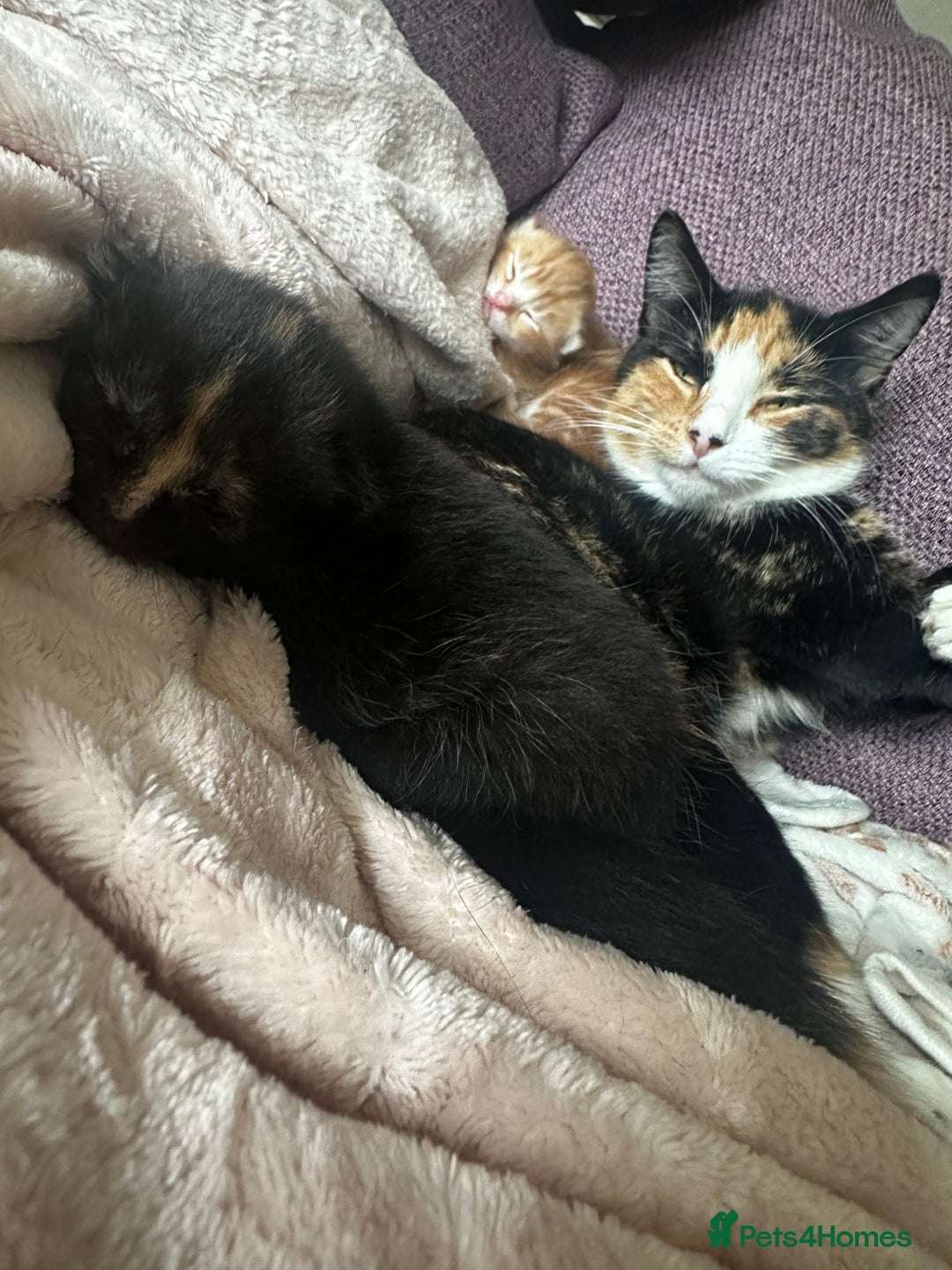 Domestic Shorthair cats for sale: Ginger kitten  - Image 9