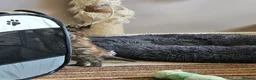 Maine Coon cats for sale: Beautiful Female Maine coon cross  - Advert 9
