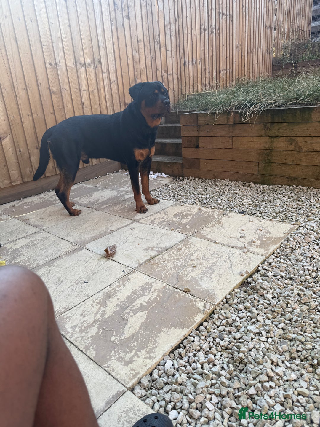 Rottweiler dogs for stud: Handsome Rottweiler Stud - West Midlands - Image 5