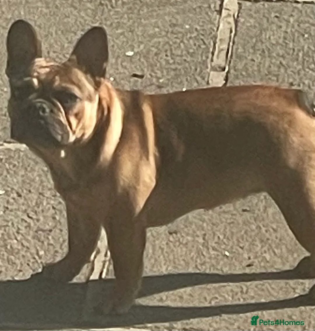 French Bulldog dogs for sale: KC HEALTH TESTED FRENCH BULLDOGS SPAYED GIRLS  - Advert 6