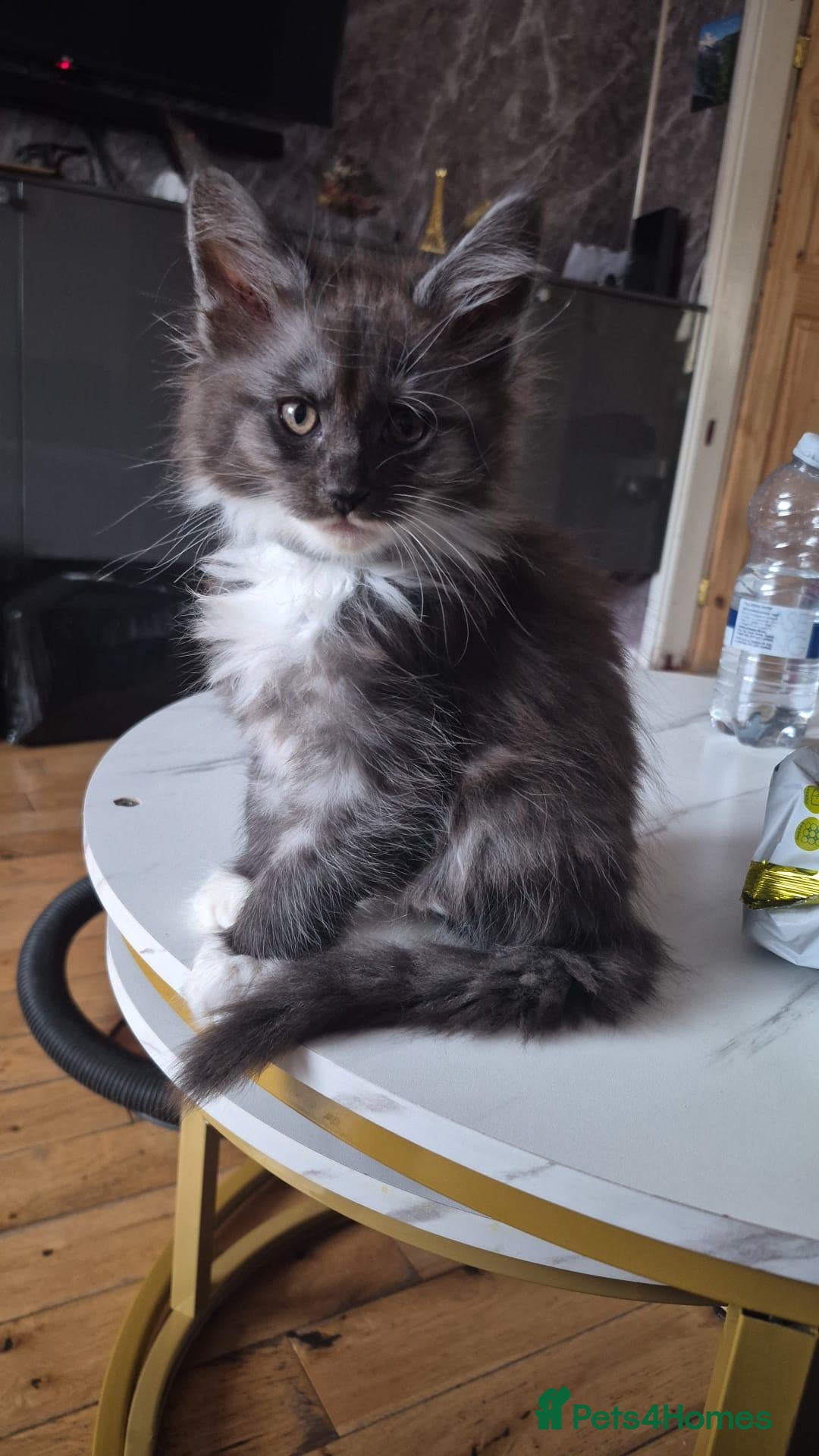 Maine Coon cats Beautiful Maine coon kitten girls  - Advert 1