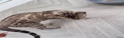 Bengal cats for sale: TICA Reg Seal Mink Female. Available on Active Reg - Advert 3
